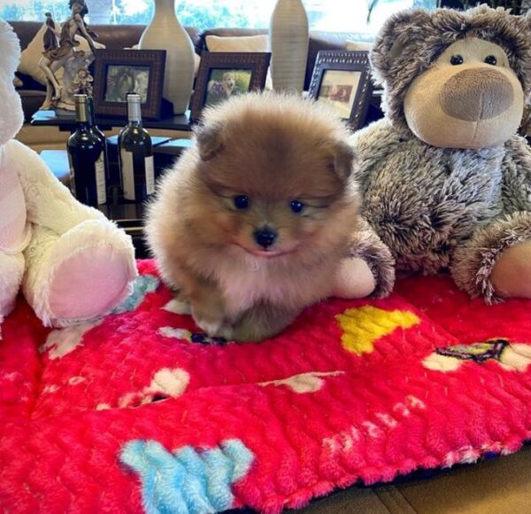 Pomeranian puppies