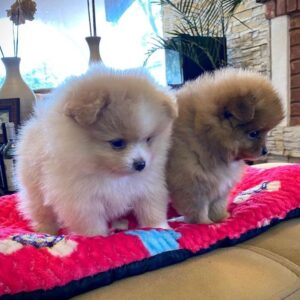 Pomeranian puppies