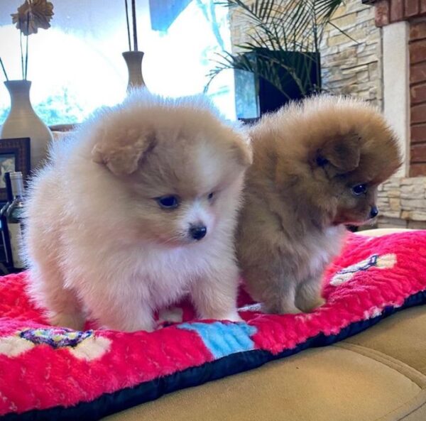 Pomeranian puppies