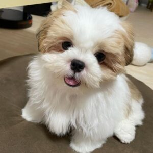 SHIH TZU PUPPIES