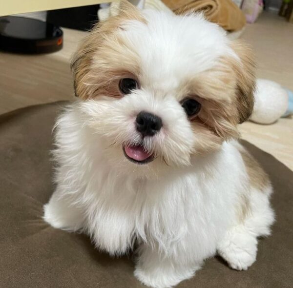 SHIH TZU PUPPIES